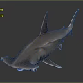 Shark As Aquatic Animal With Silver Smooth Skin And Streamlined Body Shape