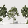 Trees With Green Foliage And Various Branch Structures In Natural Arrangement