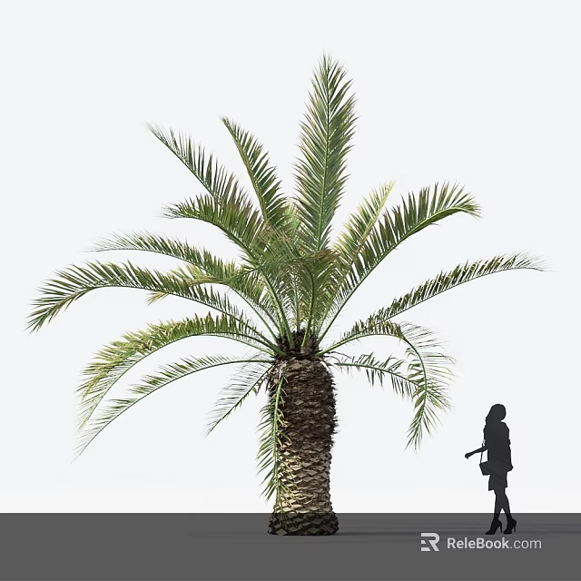 Tall Palm Tree With Rough Trunk Lush Green Fronds And Person Silhouette 3d model 