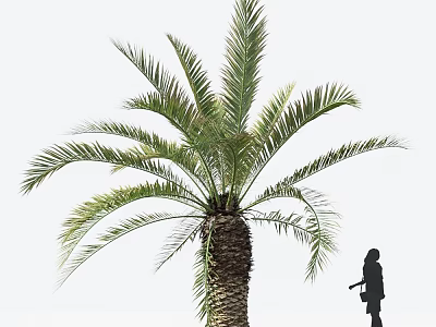 Tall Palm Tree With Rough Trunk Lush Green Fronds And Person Silhouette 3d model
