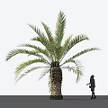 Tall Palm Tree With Rough Trunk Lush Green Fronds And Person Silhouette