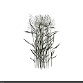 Tall Grass with Slender Stems Green and Yellow Leaves in Natural Form Against Black Background