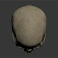 Realistic Human Skull 3D Rendering with Anatomical Features Related to Hair Growth
