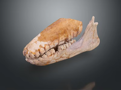 Ancient Animal Skull Fossil With Visible Teeth And Jawbone Structure Isolated On Dark Background 3d model