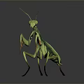 Realistic Green Mantis Featuring Detailed Body Structure Long Forelegs And Antennae