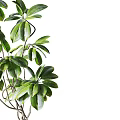 Potted Bonsai Plant With Lush Green Broad Leaves And Multiple Branches In Natural Terracotta Pot