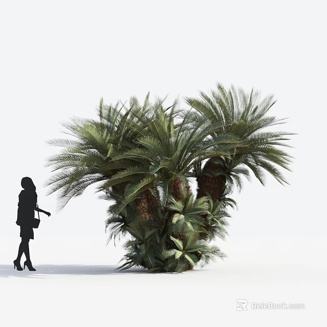Tall Lush Palm Trees In Landscape With Green Fronds And Woman Silhouette 3d model 