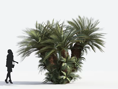 Tall Lush Palm Trees In Landscape With Green Fronds And Woman Silhouette 3d model