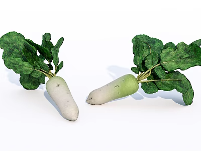 Fresh White Radishes With Green Leaves And White Roots On White Background 3d model