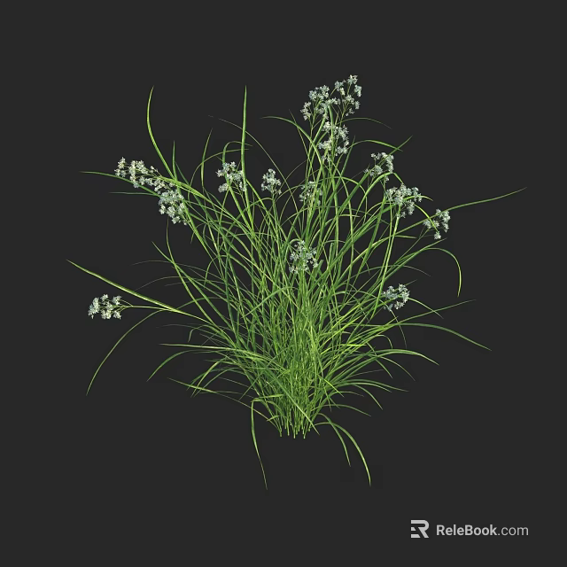 Fresh Green Grass Like Plants With Slender Leaves And Small White Flowers 3d model 
