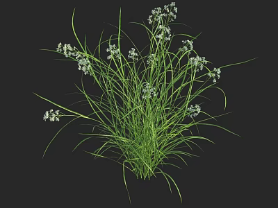 Fresh Green Grass Like Plants With Slender Leaves And Small White Flowers 3d model