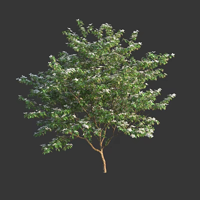 Tall Tree With Lush Green Leaves And Brown Trunk In Natural Environment 3d model