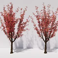 Two Trees With Red Blossoms And Brown Trunks Against White Background 3d model