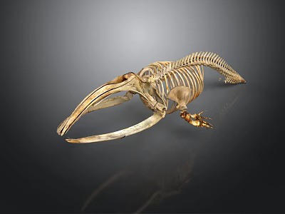 Detailed Marine Animal Skeleton With Long Jaw And Vertebrae Structure On Dark Background 3d model