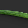 Freshly Picked Organic Green Long Striped Cucumber on Dark Background