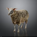 White Wool Sheep Standing With Pink Ears On Dark Reflective Surface