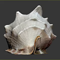 Conch Shell With Spiral Shape Pointed Edges Pink White Textured Surface On Dark Reflective Background 3d model