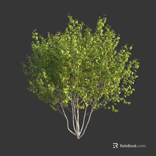 Lush Green Leafy Arbor With White Multiple Trunks And Dense Foliage 3d model