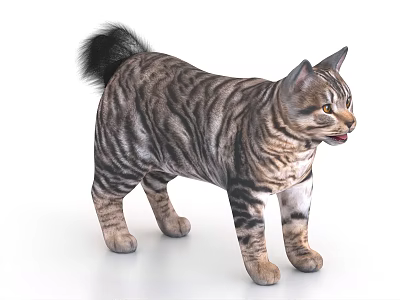 Standing Striped Cat With Fluffy Tail Brown Black Fur Realistic Alert Expression On White Background 3d model