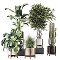 Indoor Bonsai and Potted Plants with Green Shrubs Cactus and Stylish Decorative Pots