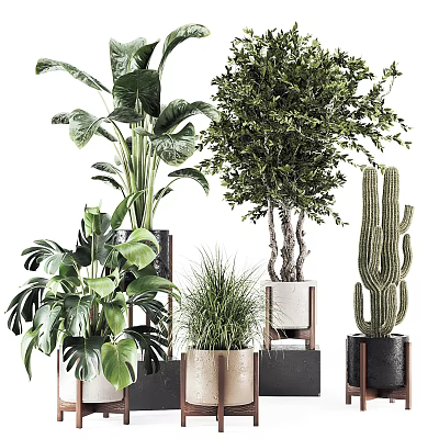 Indoor Bonsai and Potted Plants with Green Shrubs Cactus and Stylish Decorative Pots 3d model