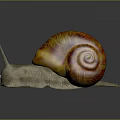 Colorful Snail With Orange And Red Striped Shell And Gray Body On Shiny Surface