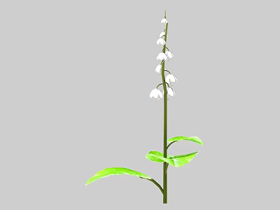 Lily of the Valley Plant With White Flowers Green Stem And Leaves 3d model