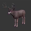 Brown Buck With Large Antlers Standing On Black Background Showing Reflection 3d model