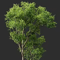 Lush Green Arbor Trees With Strong Trunks And Vibrant Foliage In Garden Landscape