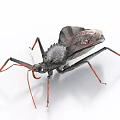Flying Insect With Gray Brown Body And Red Legs Long Antennae Isolated On White Background