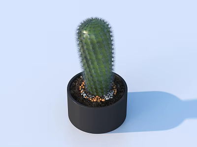 Potted Cactus Plant in Black Pot with Small Pebbles and Soil Against Light Blue Background 3d model