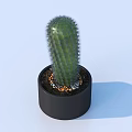 Potted Cactus Plant in Black Pot with Small Pebbles and Soil Against Light Blue Background