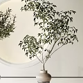 Bonsai Potted Plants in Indoor White Room with Round Mirror Light Ceramic Pots Metal Stands