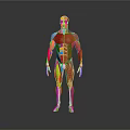 Human Organ and Hair Anatomical Structure with Colorful Muscular System 3D Rendering