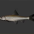 Silver Brown Fish With Large Eyes And Black Fins On Dark Background Shiny Surface