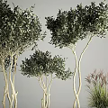 Elegant Garden Ornamental Plants With Multi Stemmed Leafy Trees White Planters And Grassy Foliage