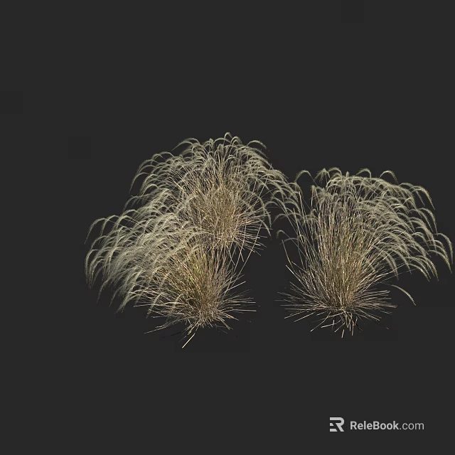 Two Clumps Of Ornamental Grass With Feathery Light Colored Leaves In Dark Background 3d model 