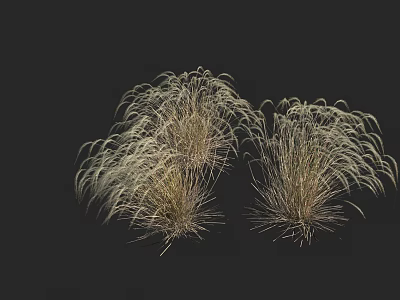 Two Clumps Of Ornamental Grass With Feathery Light Colored Leaves In Dark Background 3d model