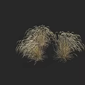 Two Clumps Of Ornamental Grass With Feathery Light Colored Leaves In Dark Background