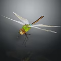 Green Dragonfly Flying With White Wings And Large Eyes Against Dark Background