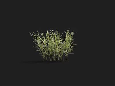 Simple Natural Green Grass Plant On Black Background With Soft Shadows 3d model