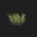 Simple Natural Green Grass Plant On Black Background With Soft Shadows