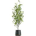 Indoor Bonsai Potted Plants With Green Leaves For Home Decor