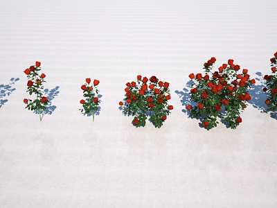 Red Rose Bushes of Different Sizes on White Ground with Shadows 3d model