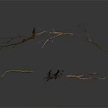 Dry Plant Branches with Exposed Roots on Dark Background