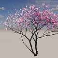 Arbor With Pink Blossoms And Graceful Spreading Branches Casting Shadow 3d model
