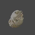 Detailed Animal Skull Anatomical Structure With Bone Texture And Teeth 3d model