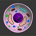 Human Organ and Hair Follicle Microscopic Structure with Cellular Components and Details