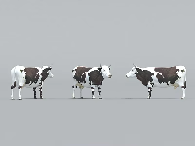 Three Black And White Cows Standing Against Gray Background In Studio 3d model