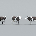 Livestock Cow Cow Cow 3d model